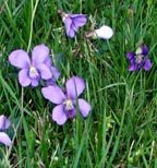 violets.jpg